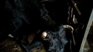 КАК УЗНАТЬ КОГДА ОТЕЛ У КОРОВЫ, ПРИЗНАКИ ОТЕЛА