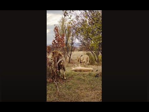 Молодой лев не хочет ссориться с вожаком из-за львицы!