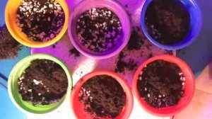 Размножение глоксиний ростками