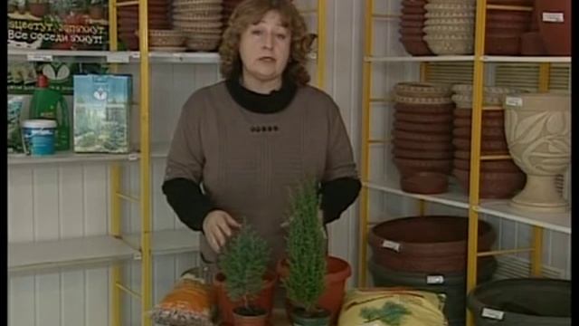 Как содержать хвойные растения в комнатных условиях. смотреть онлайн