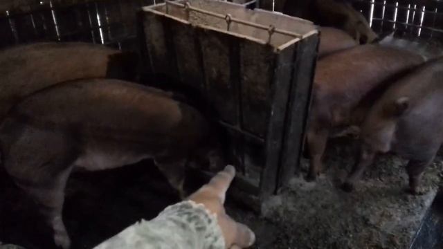 Как назвали свинку. Скоро отселение поросят. Рабочие будни. смотреть онлайн