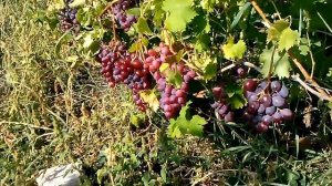 Виноград  Низина 2018 год