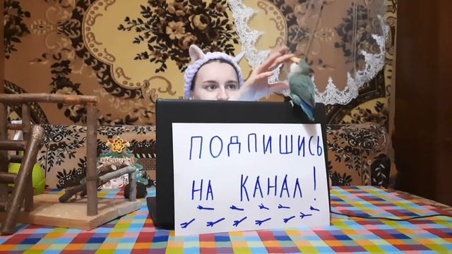 ВИДЕО - Ответы на вопросы про ПРИРУЧЕНИЕ ПОПУГАЯ 2 часть