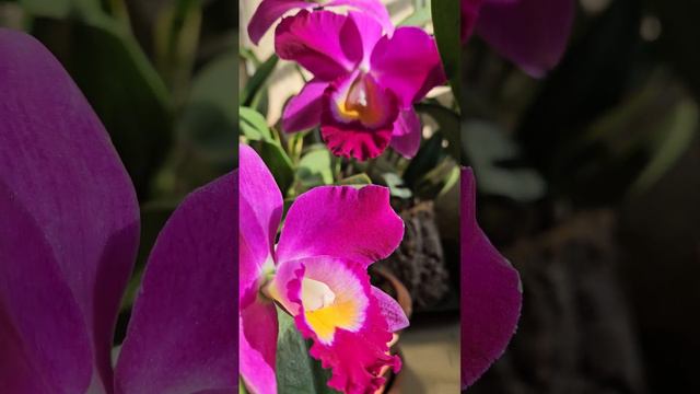 #Цветение  орхидей  р. "Катлея": C. trianae v coerulea и Cattleya  hybrid на 10.1.2024.