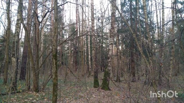 Ноябрьский лес/November Forest ??☁️??