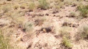 Саксаул. Казахстан.