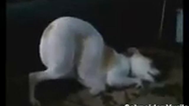 Smeshnye zhivotnye смешные животные смотреть онлайн