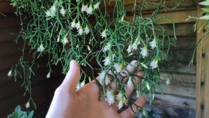 РИПСАЛИС ФАНТАСТИЧЕСКОЕ ЦВЕТЕНИЕ. Май 2022.  RHIPSALIS.  Garden on the Balcony. Apartment Balcony.