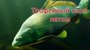 КРУПНЫЙ КАРП ЛЕТОМ! КАК ЛОВИТЬ Карпа летом? ТРОФЕЙНЫЙ карп на ФИДЕР. КАК поймать карпа на УДОЧКУ?