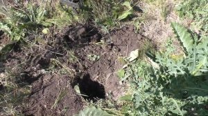 НЕ ВЕРИЛ СВОИМ ГЛАЗАМ / СЕРЕБРЯНЫЕ МОНЕТЫ ВОЗРАСТОМ 500 ЛЕТ / ПОИСК ПО СТАРЫМ РУСЛАМ РЕК