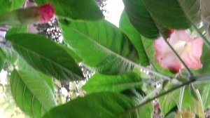 Angel's trumpet (brugmansia)103 flowers