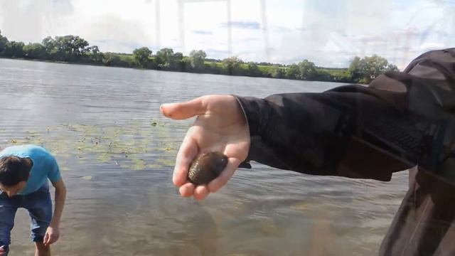 Проект Контроль качества воды с помощью живых организмов-биосенсоров двустворчатых моллюсков.avi смотреть онлайн