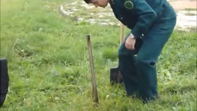 Саженцы рябины высадили у Обелиска Славы в Тетюшах смотреть онлайн