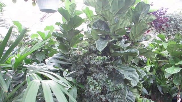 Plant Shopping | Sherwood Park, Alberta. Canada | Salisbury GreenHouse | #KSTEF смотреть онлайн