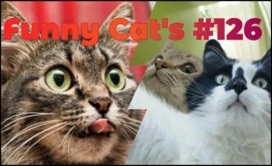 Смешные коты #126