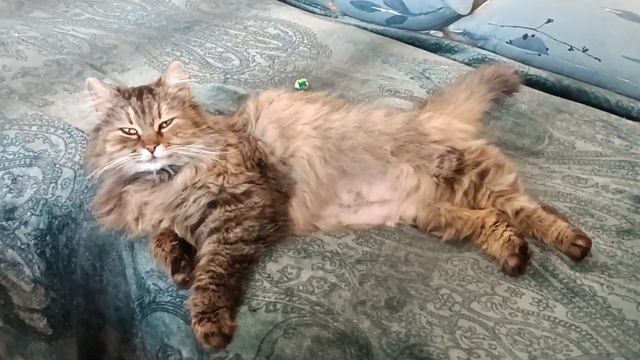 Кошечка Пуша в любящие руки