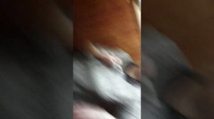 Территория Военного городка 17 (№ 1) г. Новосибирск под управлением ОАО Славянка МОРФ.