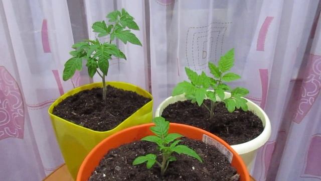 Рассада комнатных томатов смотреть онлайн