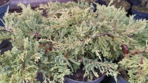 Можжевельник средний Голд Стар (Gold star)