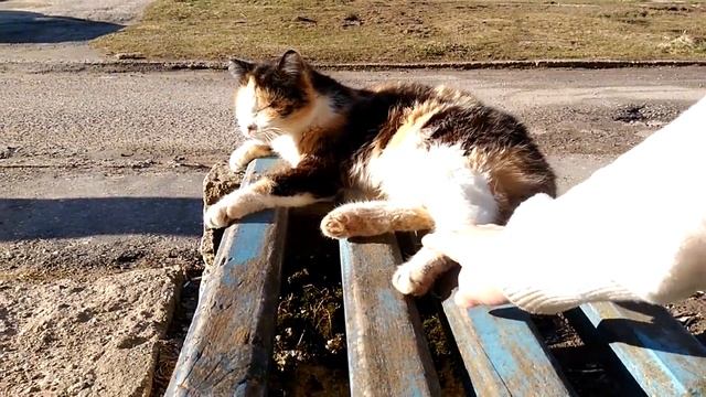 Поведение котов и собак