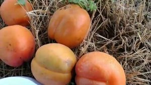 Новинка! Абрикос Космос. Apricot Cosmos. Найкрупніший серед ранніх сортів.
