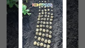 Супер-Агро картофель