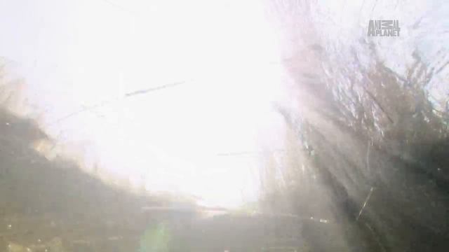 Дикая природа Царские Секреты _ Royal Secrets HD .mp4 смотреть онлайн