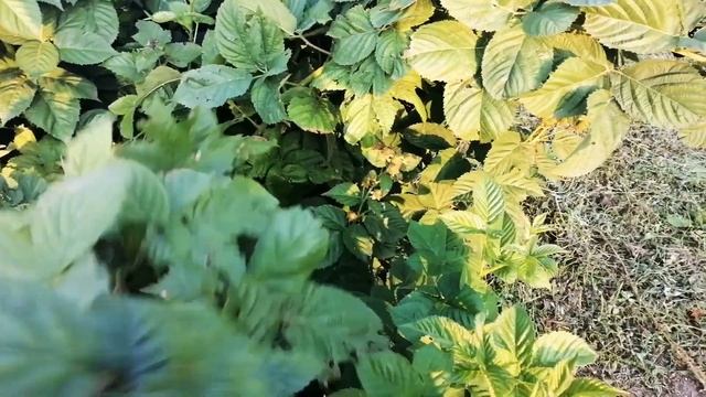 Ежевика Black magic/Черная магия. смотреть онлайн