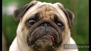 Мопсы мопсики новое видео с мопсами (интро и аутро)