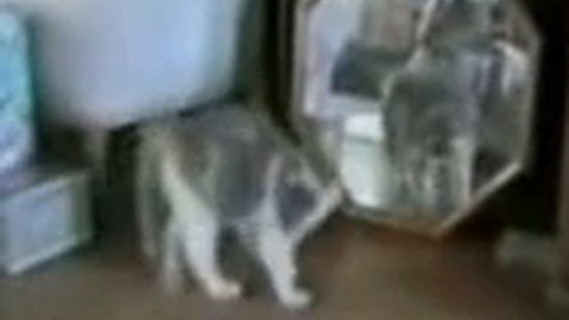 Приколы с котами(От Нафани) смотреть онлайн