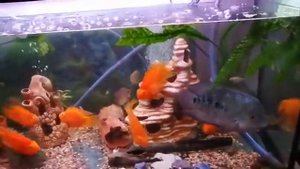 Бриллиантовый самец цихлазомы гуляет среди стада трехгибридных попугаев