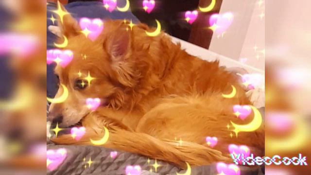 моя милая собачка смотреть онлайн