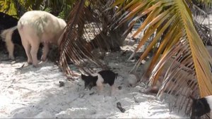 Пиг-Бич — остров свиней в Карибском море