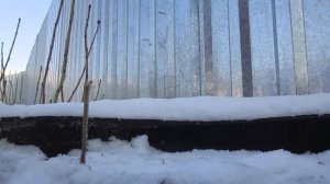 Космея.Посев под зиму.
