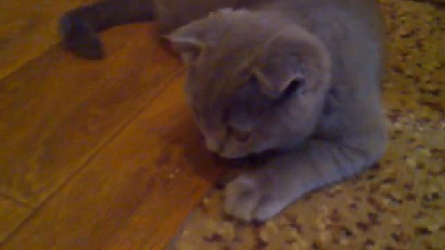 Вислоухий шотландец=)