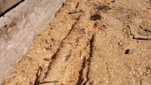 Пришла весна. Пчелы несут все, что плохо лежит.