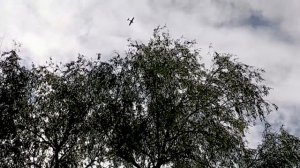 Озера на острове Кировский май 2020.mp4