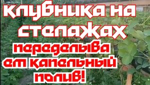 Малообъемка клубника! Переделываем капельный полив!