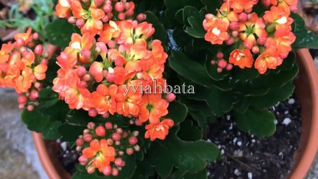 Florist Kalanchoe Blossfeldiana Succulent Plants смотреть онлайн