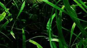 ЛАМПРОЛОГУС. СОДЕРЖАНИЕ В АКВАРИУМЕ