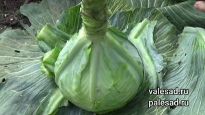 УБИРАЙТЕ КАПУСТУ ТОЛЬКО В ЭТИ СРОКИ! Она будет отлично храниться до весны!