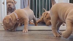 Малыши амбулли