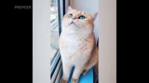 МЯГКИЕ ПУШИСТЫЕ КОТЫ СОБАКИ СМЕШНЫЕ ЖИВОТНЫЕ