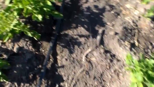 Борьба с колорадским жуком или чем травить картошку от колорада.