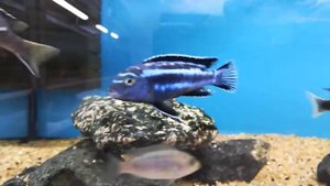 Меланохромис майнгано(melanochromis cyaneorhabdos).