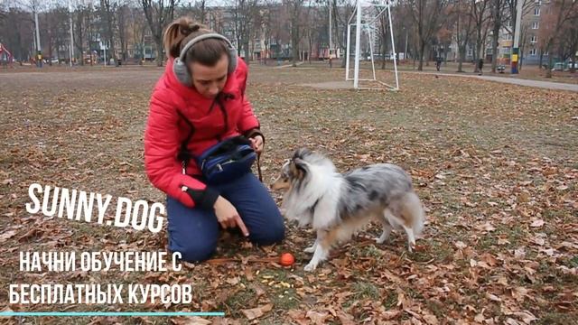 Как отучить подбирать  гадость с земли? Упражнение практика. Смотрим делаем и отучаем подбирать