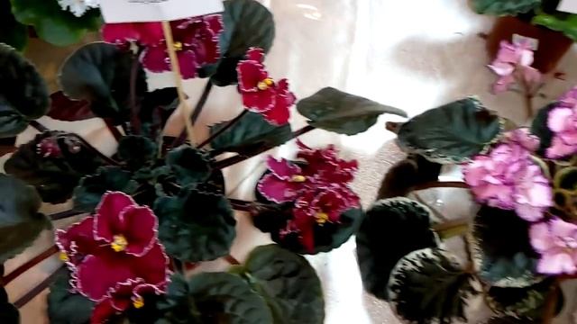 Комнатные растения. Выставка цветов.Ура! Мечта сбылась! смотреть онлайн