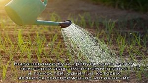 Секреты и тонкости полива лука в открытом грунте для получения щедрого урожая