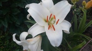 Лилия Претти вумен, посадка весны 2020