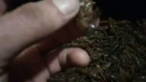 Ловля раков/ приманка для раков, секреты варки